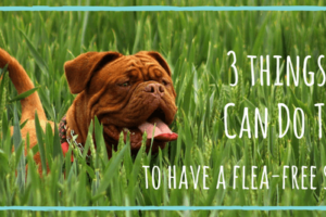 3 Things You Can Do Today to Have a Flea-Free Spring